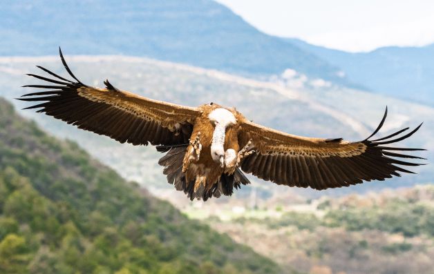 Sai arre - Buitre leonado