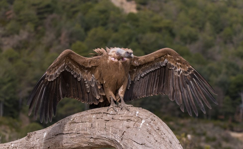 Sai arre - Buitre leonado