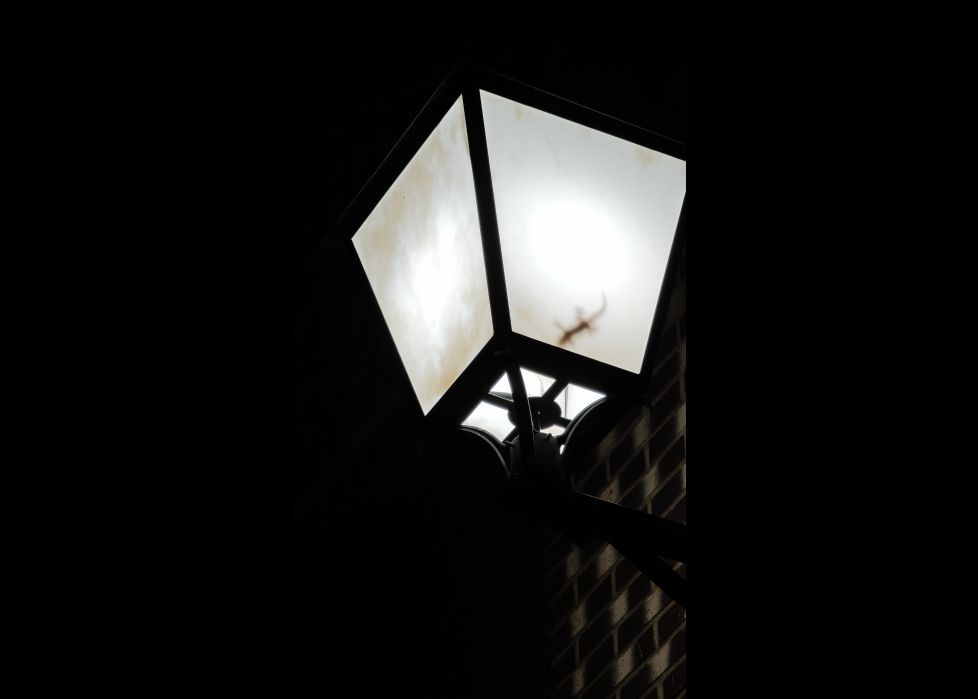 Salamandra en la farola