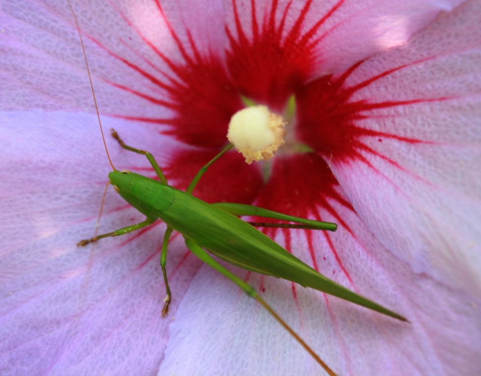 Saltamontes saltarín