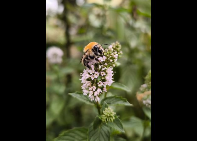 Sobre la flor de menta