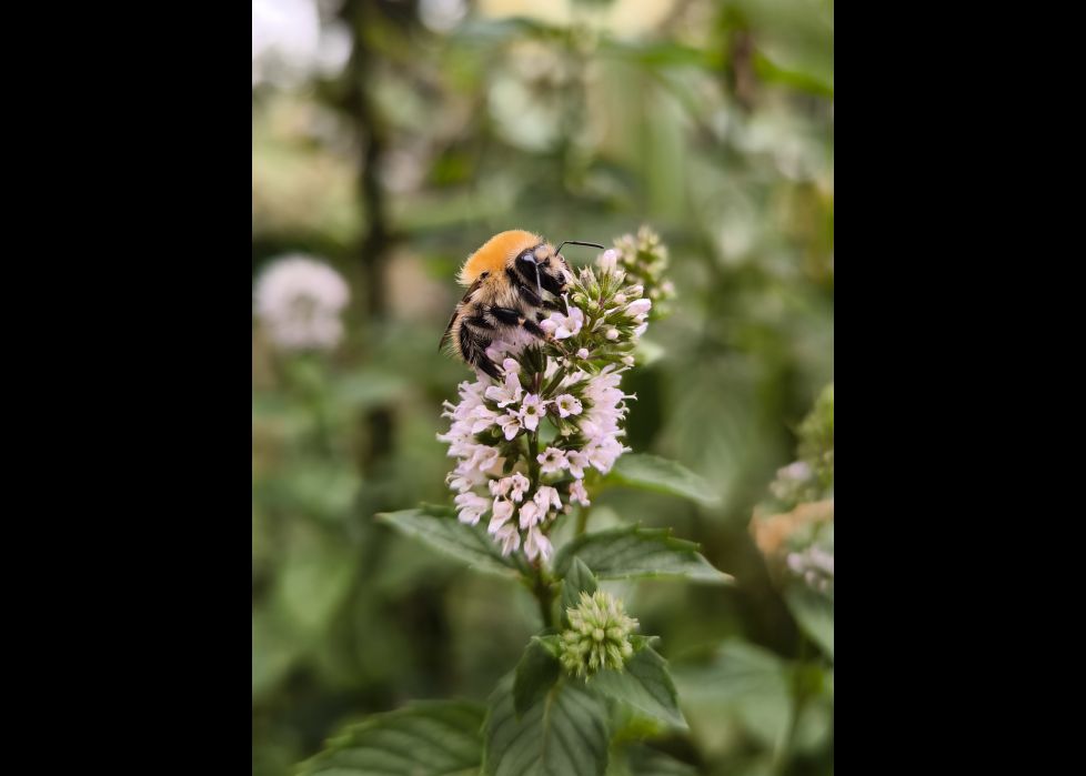 Sobre la flor de menta