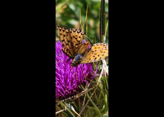 Sutil revoloteo y pose