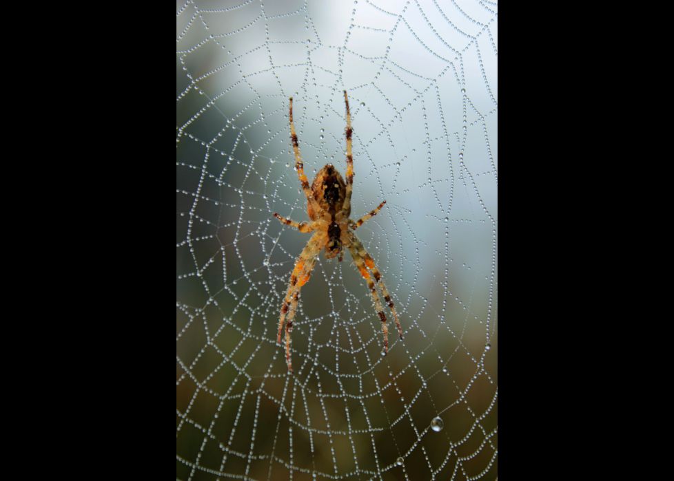 Telaraña perlada