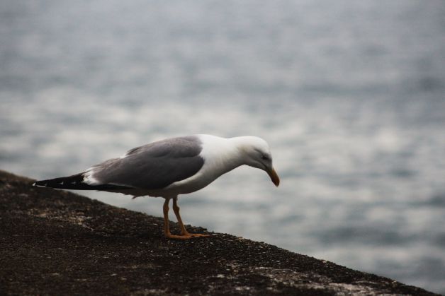 Me tiro o no me tiro