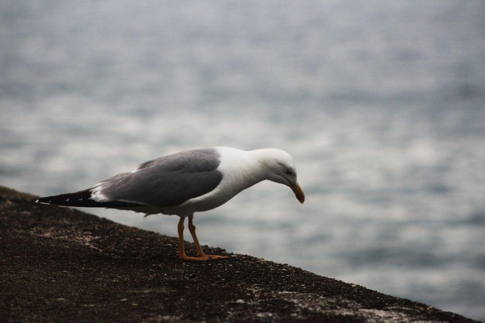 Me tiro o no me tiro