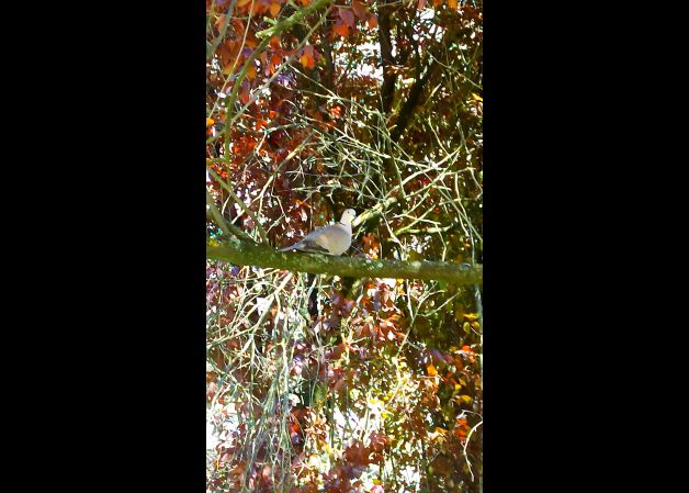 La tortola buscando la sombra!! 