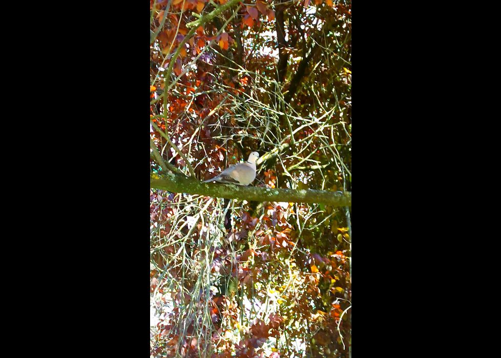 La tortola buscando la sombra!!