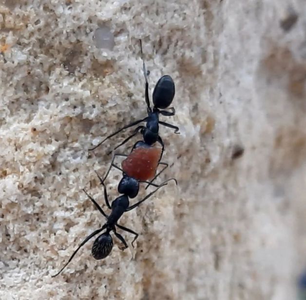Un trocito de sandia