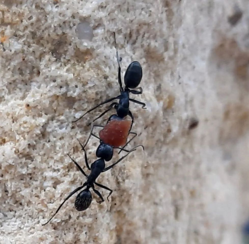 Un trocito de sandia
