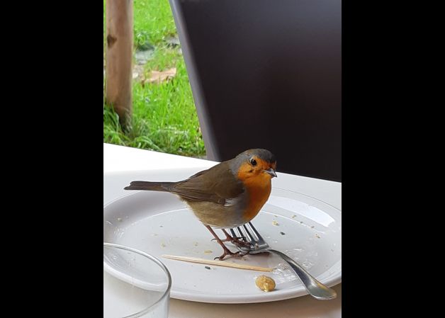 Txantxangorri junto a hueso de aceituna