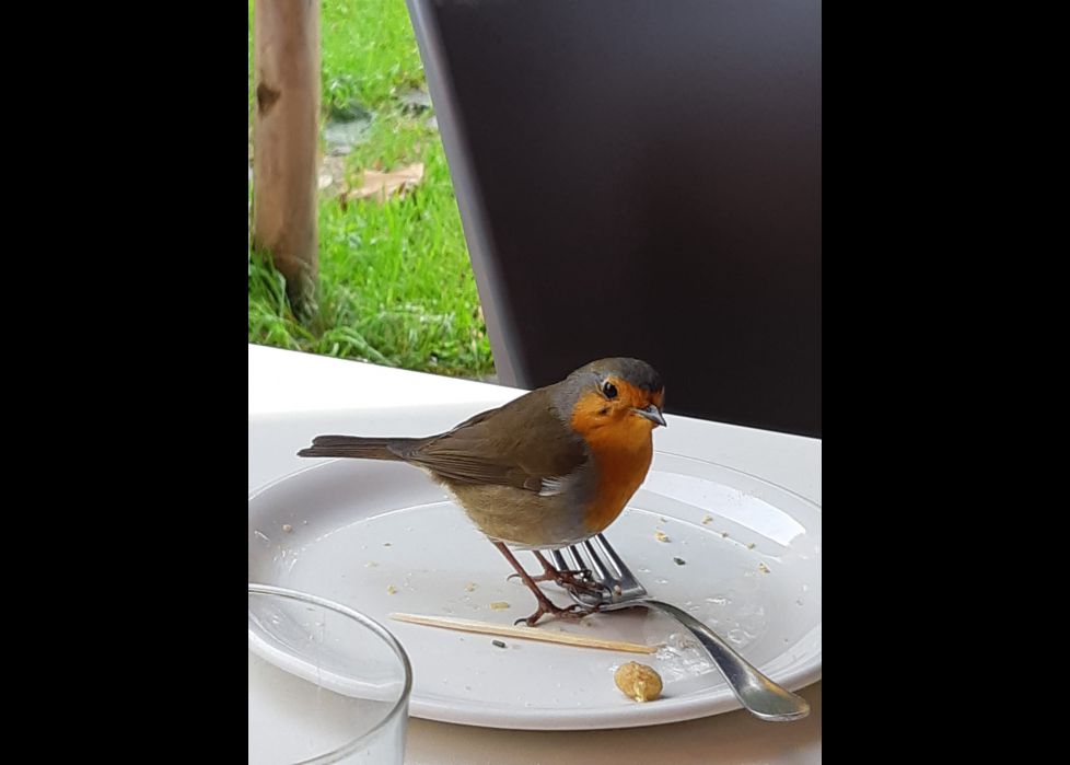 Txantxangorri junto a hueso de aceituna