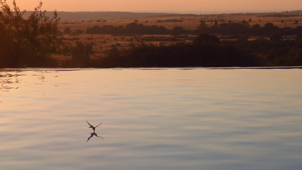 Ura edaten, ilunabarrean.Bebiendo agua al atardecer