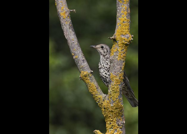 Zorzal entre dos ramas