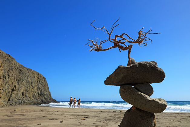 bonsai de playa
