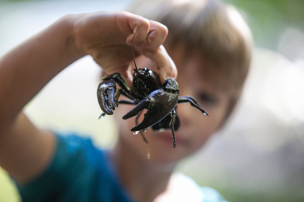 Cangrejo en el Deba y niño.