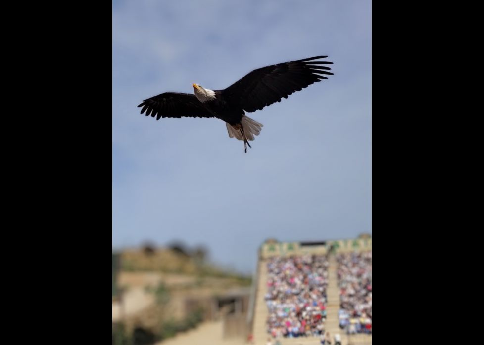 EL ÁGUILA