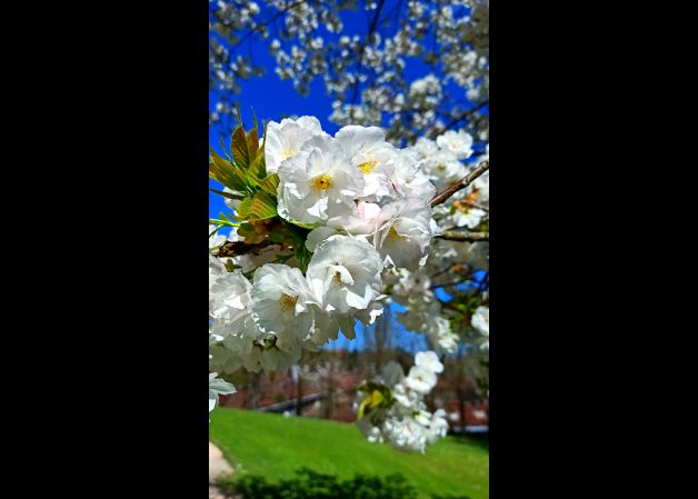 Arboles en flor!!