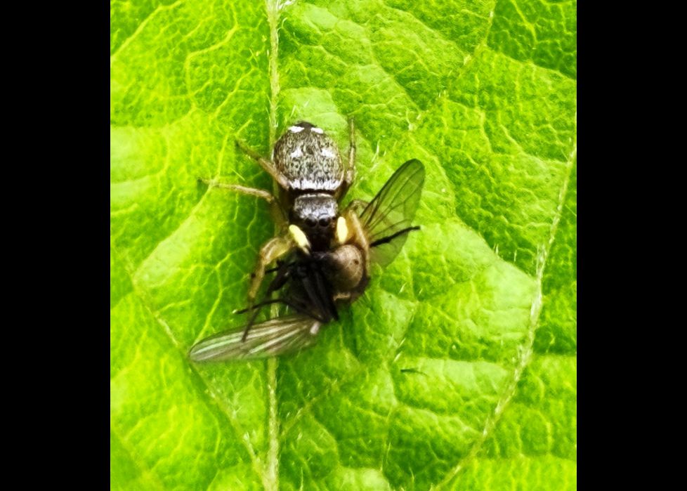 La atrapé.