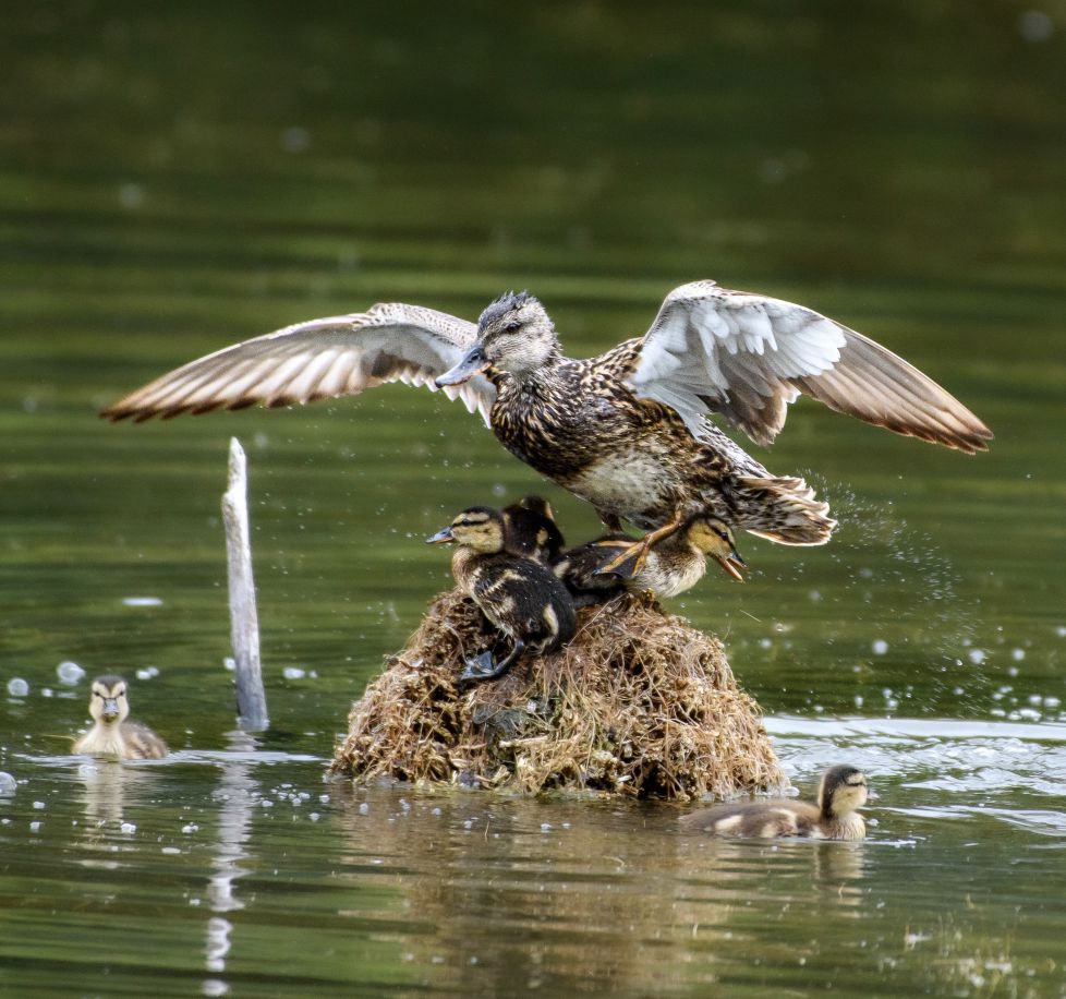Bajo las Alas