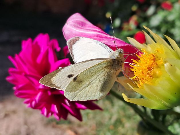 Bella mariposa