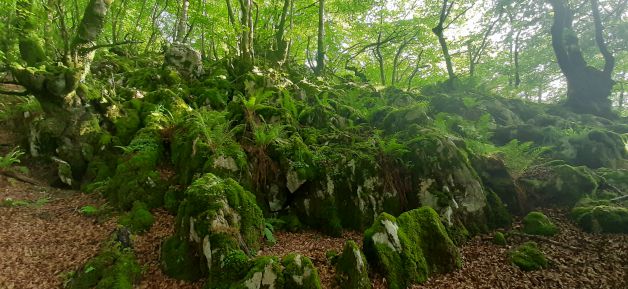 El bosque musgoso.