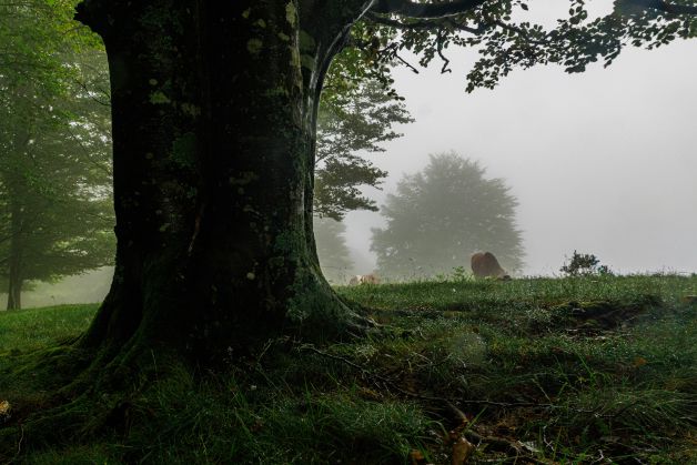 caballo en la niebla