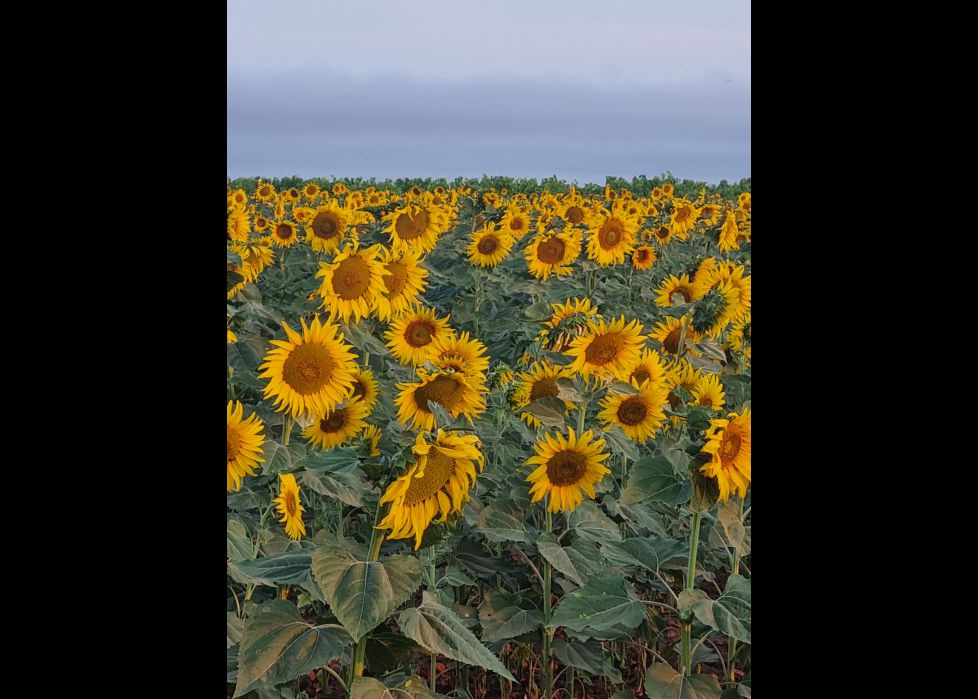 Campo de girasoles