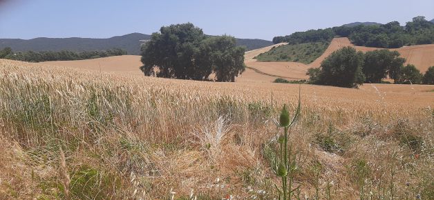 Campos en Trerviño,