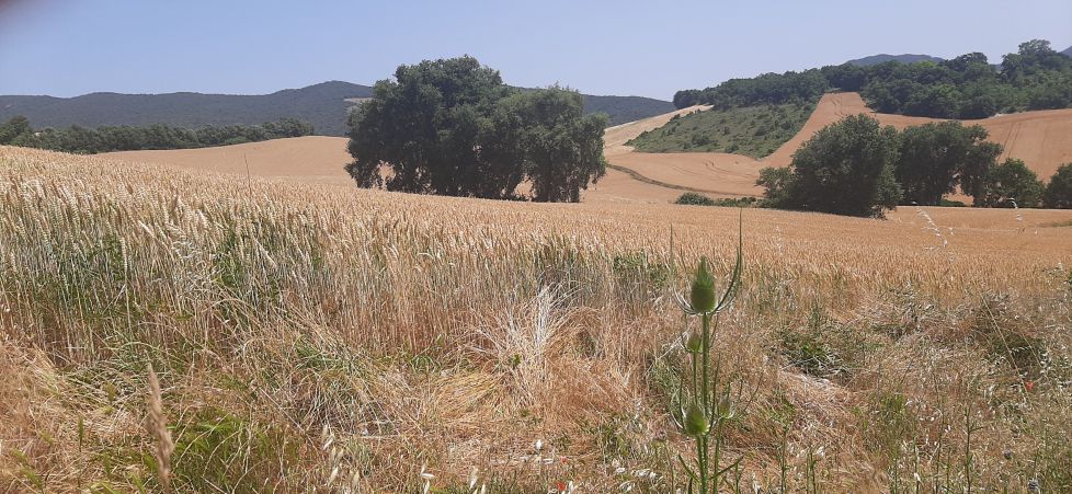 Campos en Trerviño,