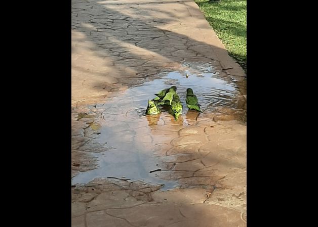 Chapuzón entre amigos