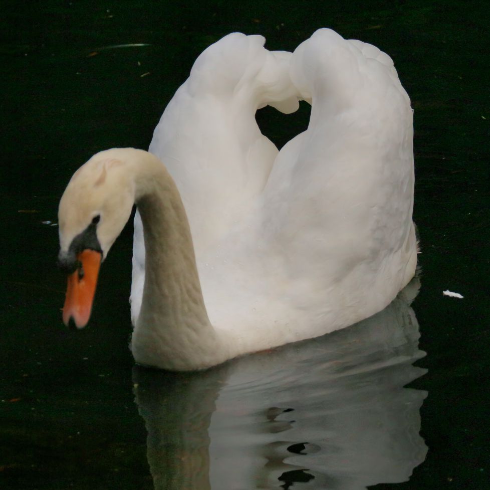 EL CISNE