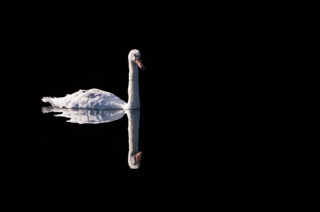 Cisne reflejo