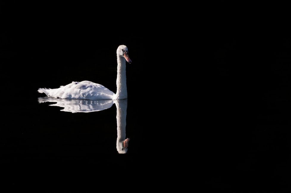 Cisne reflejo