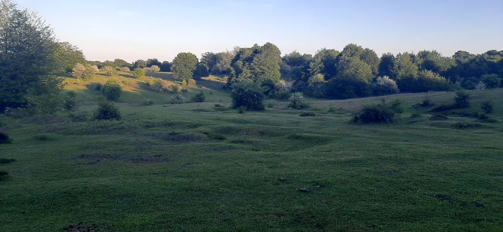 Como un gran campo de golf.