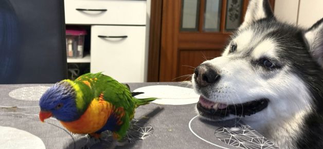 Danko y Juanito