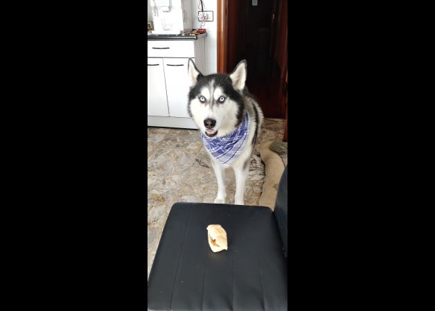 Danko posando
