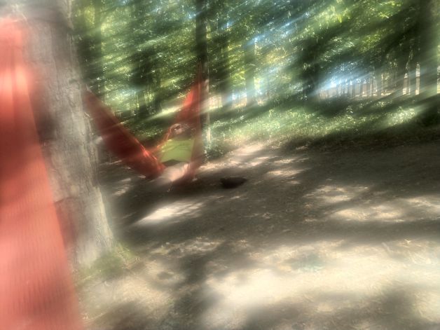 Encantado en el bosque