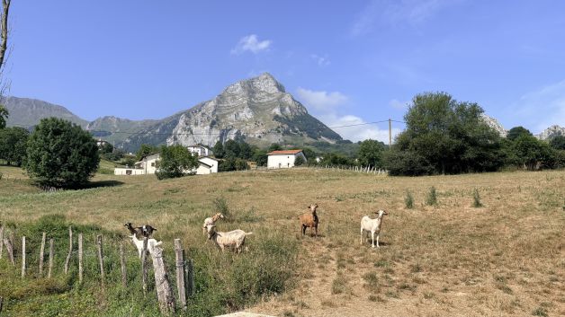 Estáis como cabras…