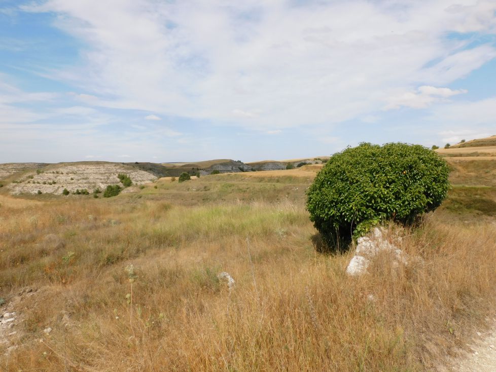 Estepa burebana.
