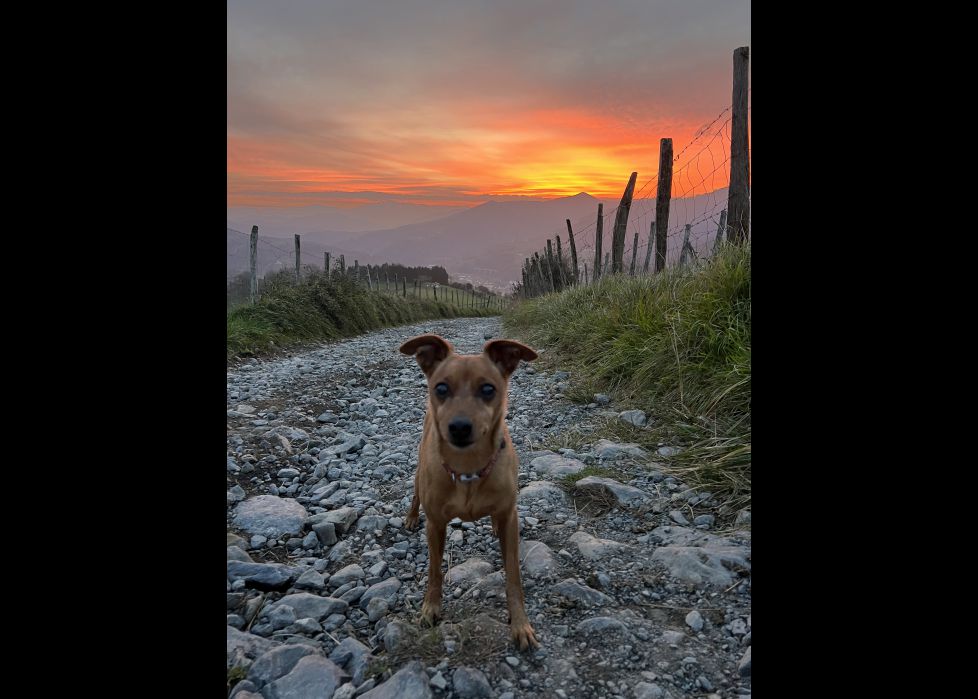MI FIEL COMPAÑERO "COOPER"