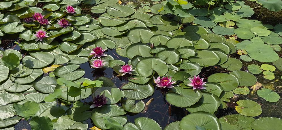 Flor de Loto