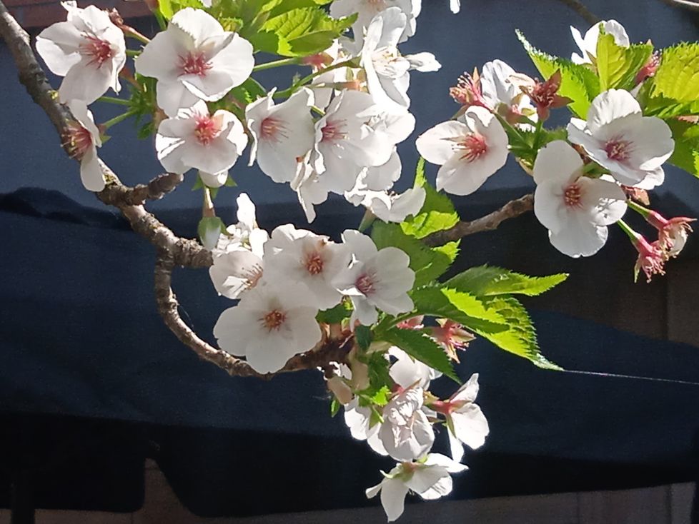 Flores de corazon