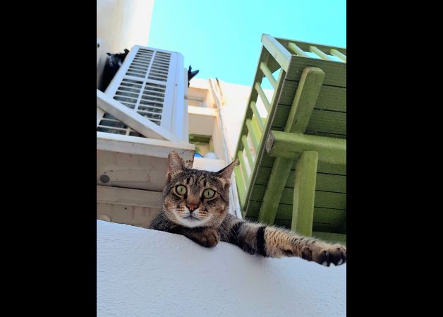 Gato en Mykonos