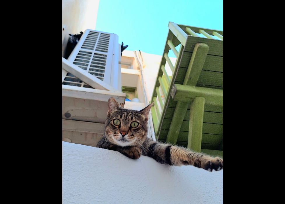 Gato en Mykonos