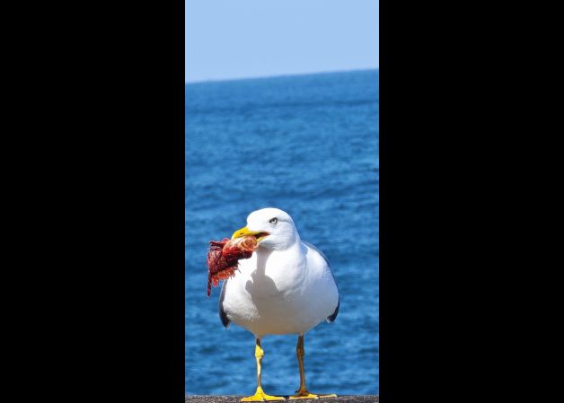 GAVIOTA