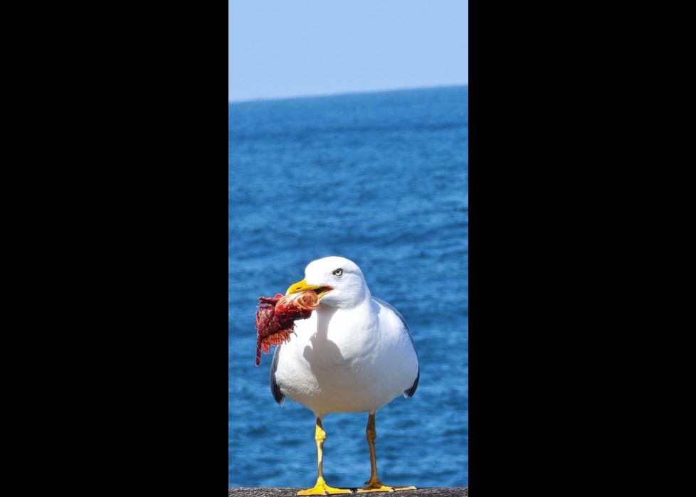 GAVIOTA