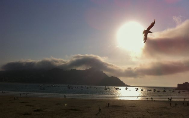 GAVIOTA