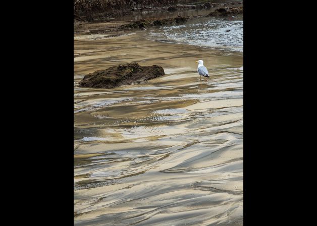 La gaviota