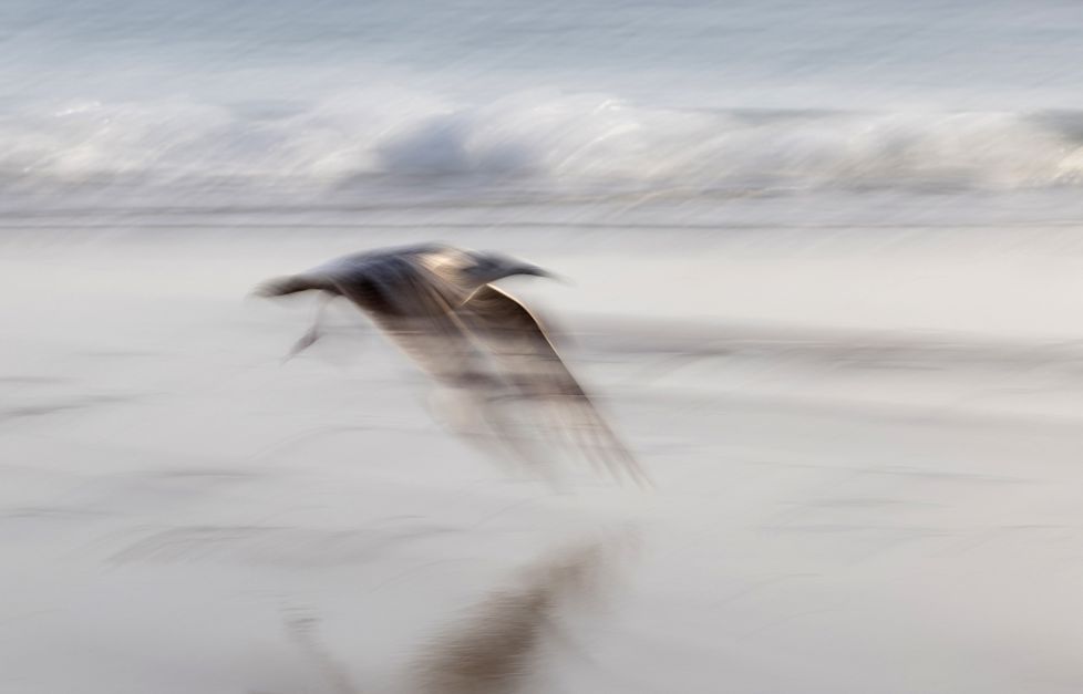 Gaviota en movimiento